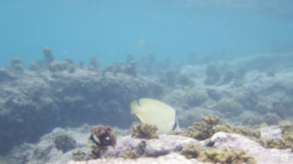 IMGP0037.jpg Sous l eau - Tahiti - Copyright : See Otherwise 2012 - 2026